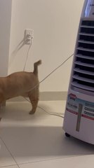 Cat Struggles to Walk Across Wire