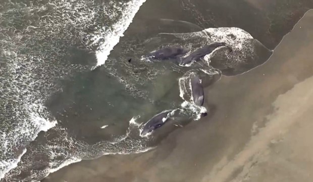 Ballenas varadas en las playas de Japón y Rusia por el terremoto