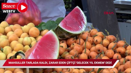 Mahsuller tarlada kaldı, zarar eden çiftçi 'gelecek yıl ekmem' dedi