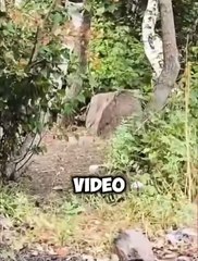 “Saldırmaz” dedi, birkaç saniye sonra ayı üzerine atladı! Pikniğe giden aileye şok