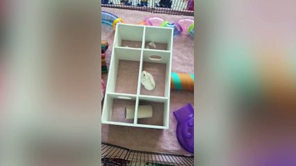 Obese hamster put on strict diet after ballooning to size of a jacket potato