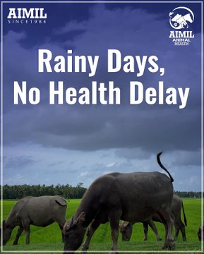 The monsoon season brings more than just rain — it brings stress, weakness, and health challenges for your cattle.