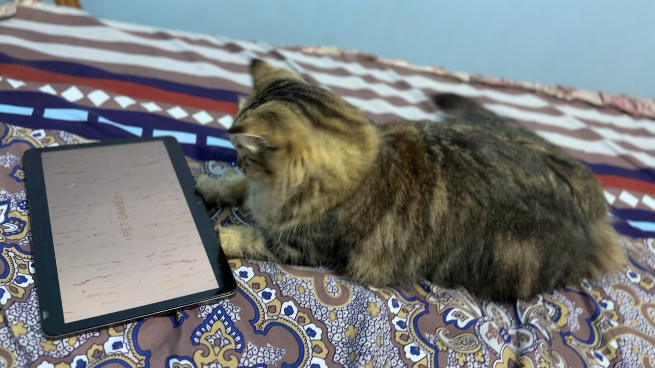 My cat was broke, she think the mouse was behind’s table