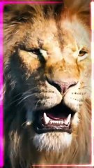 Mera Moula Haider |Hazrat Ali Attitude status |Sher e khuda |Hazrat Ali Whatsapp status