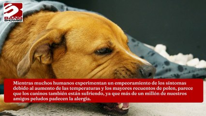 Los perros también sufren de fiebre del heno