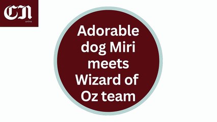 Aberystwyth: Meet Miri, the adorable Cavapoo playing Toto in The Wizard of Oz