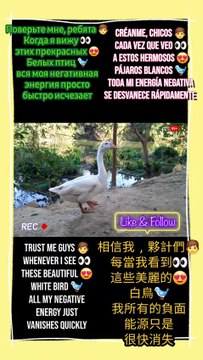 splashing through ponds with style. #PekinDuck #WildlifeVibes #FYP #ViralReels #DuckLife