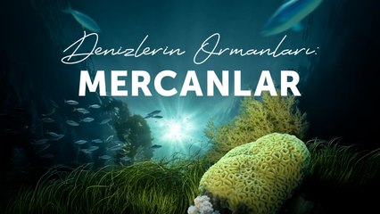 Denizlerin ormanı mercanlar koruma altında