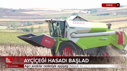 Edirne'de aşırı sıcaklar nedeniyle ayçiçeği hasadı bu yıl erken başladı