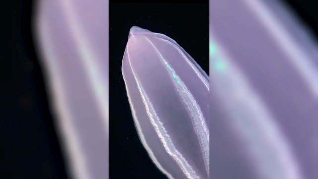 Una expedición científica del Conicet al cañón submarino Mar del Plata