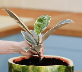 Conseils utiles pour améliorer la santé de vos plantes