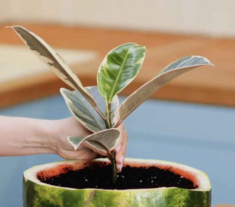 Conseils utiles pour améliorer la santé de vos plantes