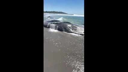 Tsunami y los animales I