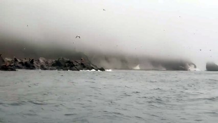 Animales y el tsunami