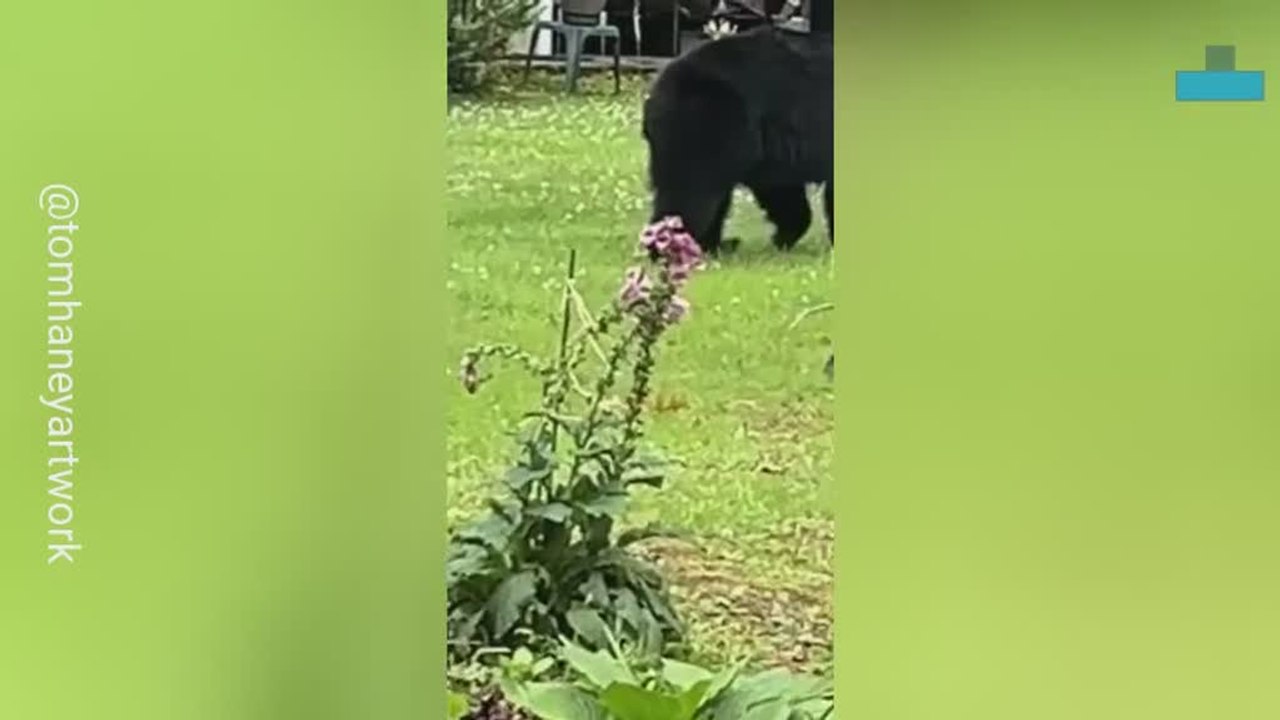Baby Bear Fight