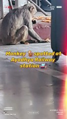 This unexpected visitor brings wild vibes to the urban chaos.  #MonkeySpotted #WildlifeVibes #FYP #ViralReels