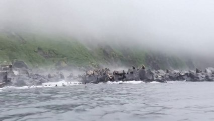 Panicked sea lions dive into water during huge Russia earthquake