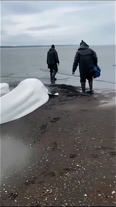Beluga whales stranded on the coast of Kamchatka, Russia