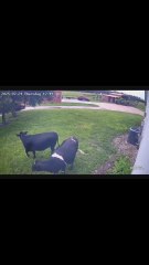 Unas vacas corren hasta el coche de su dueño para saludarlo cada vez que vuelve a casa