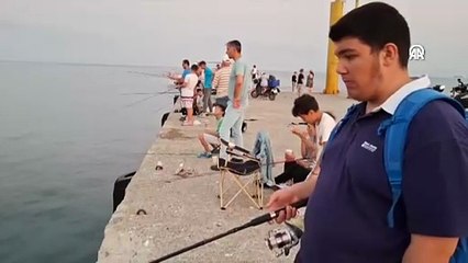 Deniz suyunda yaşanan ani soğumayla bazı balıklar kıyıya vurdu