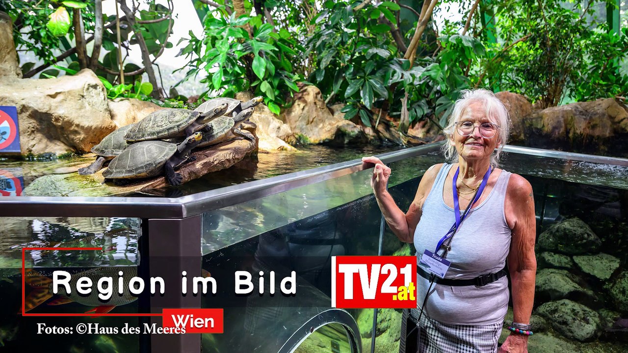 Freiwillige im Haus des Meeres - Mit Begeisterung für Bildung und Tierwohl