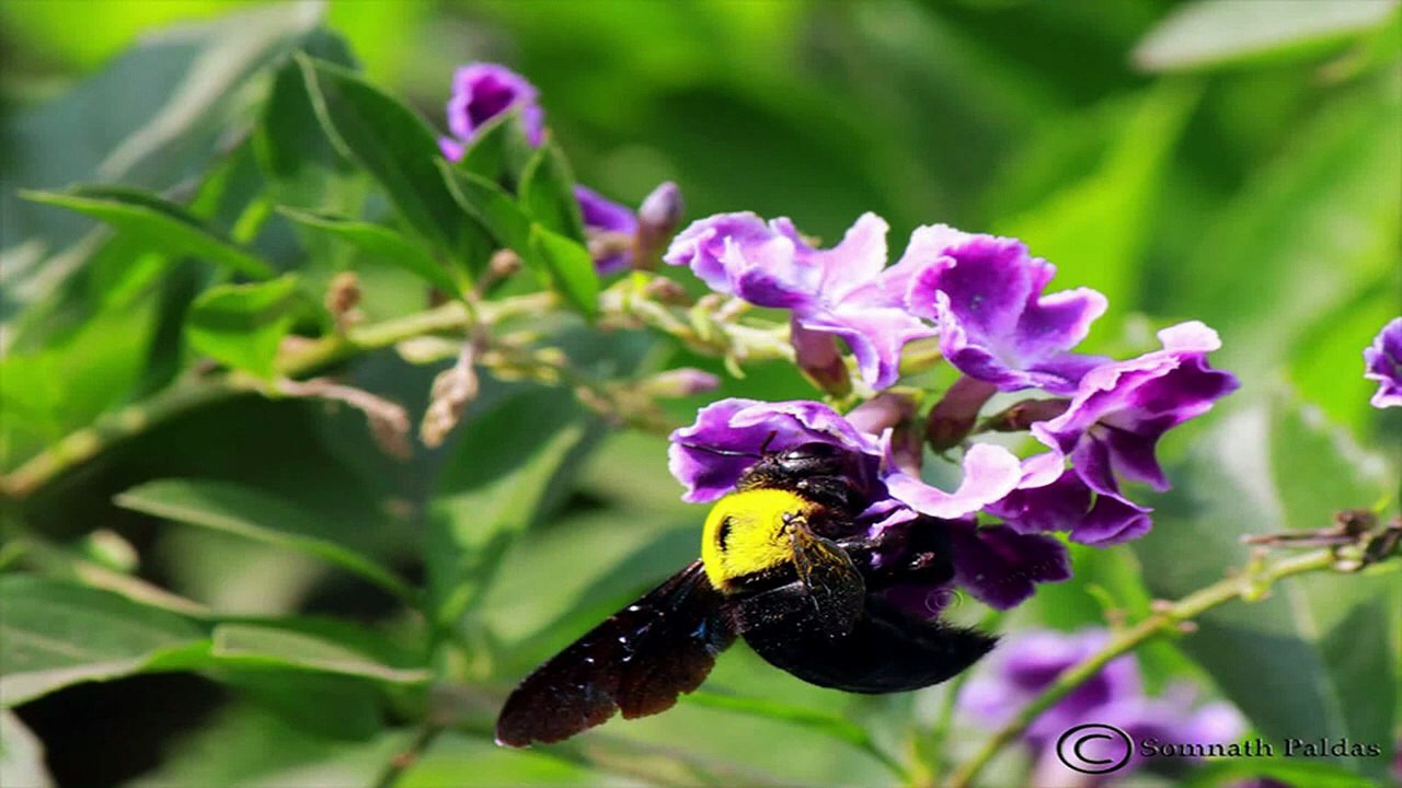 নিম ফুলের মৌ পিয়ে Drinking Margosa Nectar By Kazi Nazrul Islam English Translation & Transliteration