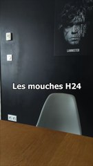 Les mouches H24...