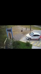 Polícia investiga abandono de cão em Florianópolis; veja o vídeo