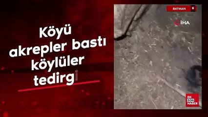Batman'da köyü akrepler bastı köylüler tedirgin