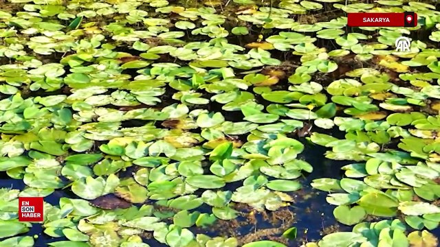 Acarlar Longozu ziyaretçilerini doğal güzellikleri keşfe çıkarıyor