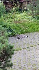 How to attract (cat) friends? #funnycats #shorts #cats