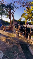 My Village is Beautiful ❤ #maxrecords #villagelife #larkana #sindh #pakistan