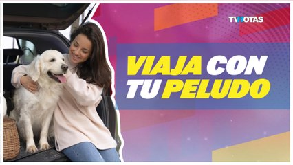 Cómo viajar con tu perro en auto este verano: Guía completa para estas vacaciones