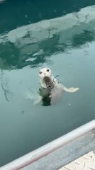 Man Tosses Salmon Head to Harbor Seal, Seal Eats It Anyway