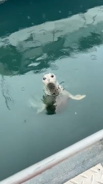 Man Tosses Salmon Head to Harbor Seal, Seal Eats It Anyway