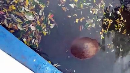 Capivara é encontrada morta com flecha no corpo em Apucarana