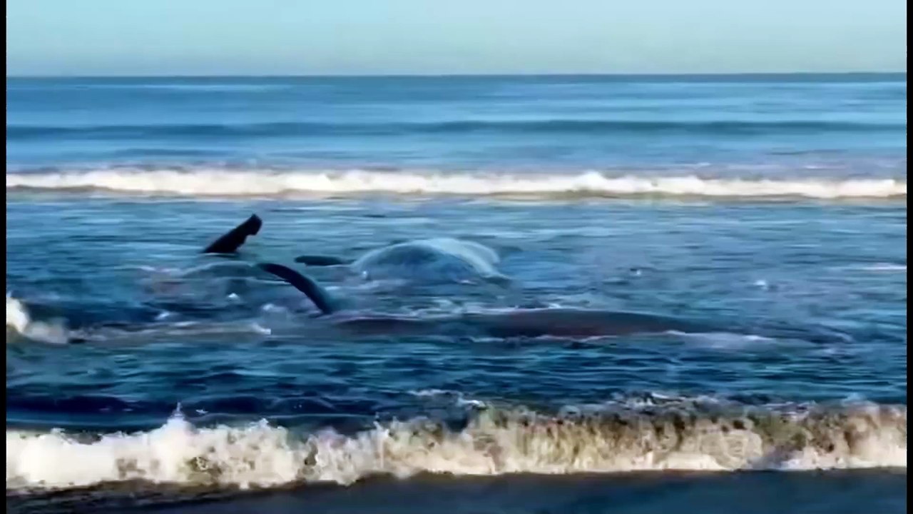 Sóng thần mạnh đến mức… đẩy cả cá voi dạt vào bờ?