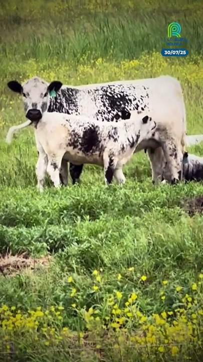 Cinco datos que debes saber de la nueva raza bovina introducida en Argentina: Speckle Park