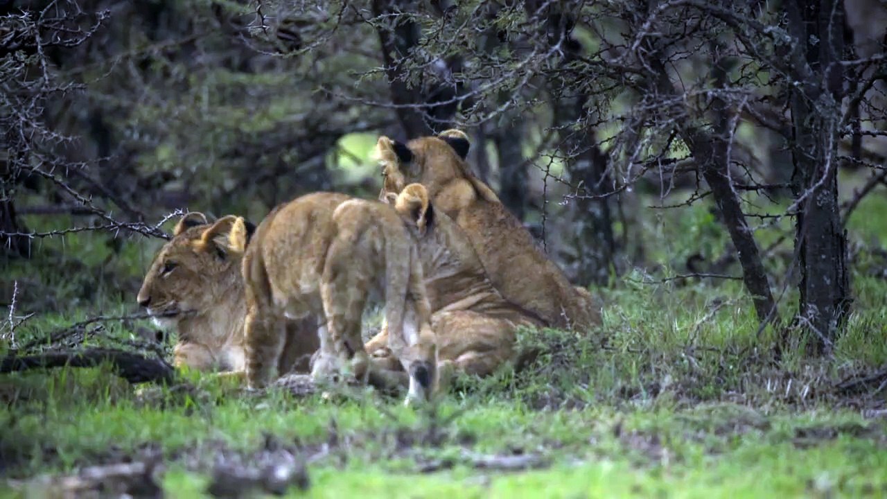lion cubs gathering in shrubland