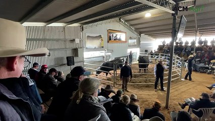 Texas Angus Bull Sale 2025 - Texas U-Cracker U983 sale