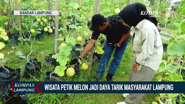 Petik Melon Jadi Daya Tarik Masyarakat Lampung