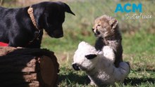 Cheetah cub befriends puppy at Taronga Zoo