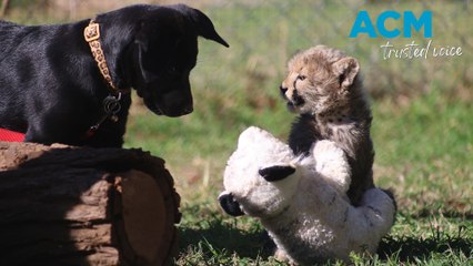 Cheetah cub befriends puppy at Taronga Zoo