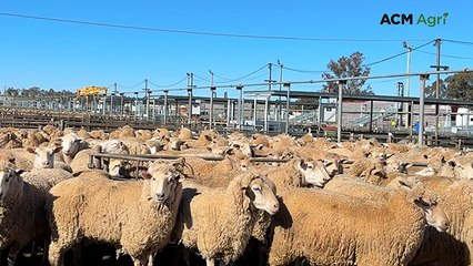 New mutton national record set at Wagga Wagga