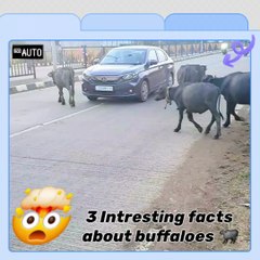 🐃 Dive into the world of this iconic beast!  #BuffaloFacts #WildlifeVibes #FYP #ViralReels #AnimalMagic #NatureLover