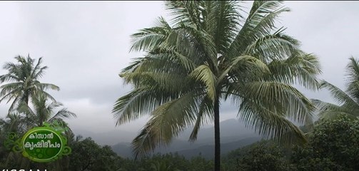 തേങ്ങയുടെ വില കുതിക്കുന്നു, ബദൽ ഉത്പന്നങ്ങൾ തേടി ജനങ്ങൾ