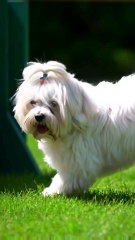 Havanese Puppy