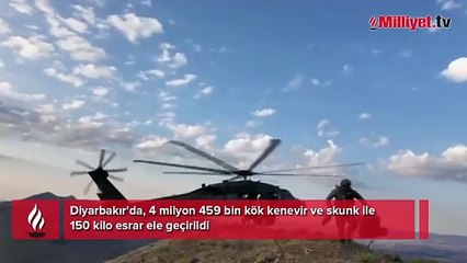 Diyarbakır'da 4 milyon 459 bin kök kenevir ve skunk ele geçirildi