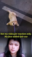 Funny puppys videos🤣