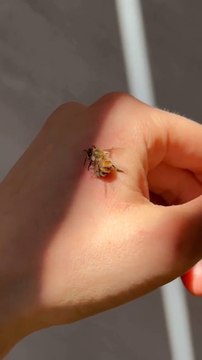 Algunas abejas se arrepienten de picar y lo que hacen a continuación es totalmente sorprendente